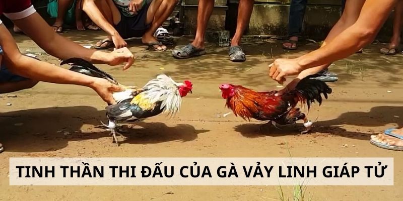 Vảy Linh Giáp Tử - 3 Tiêu Chí Đánh Giá Sức Mạnh Gà Chiến 4 Tinh thần chiến đấu của chiến kê có vảy hiếm