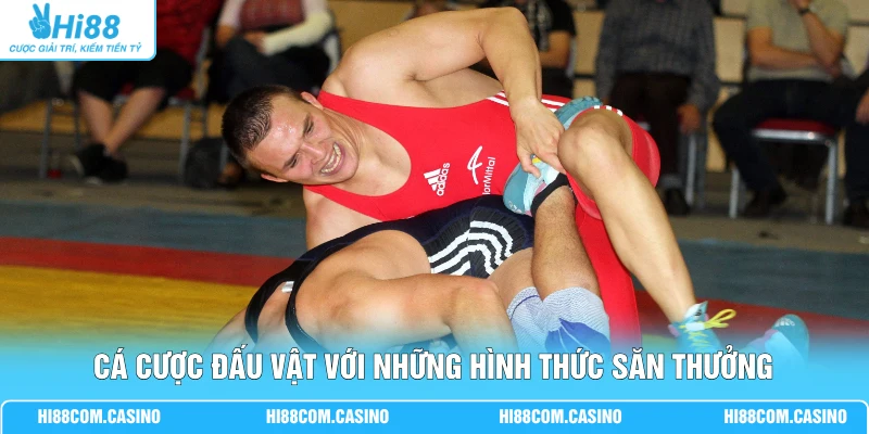 Cá cược đấu vật với những hình thức săn thưởng
