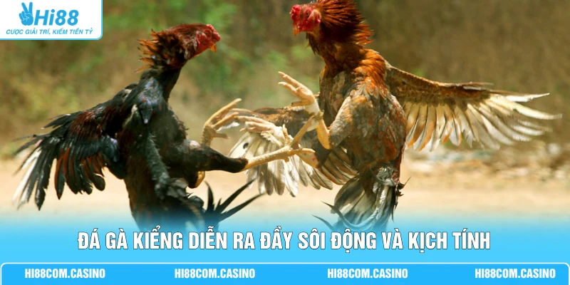 Đá gà kiểng diễn ra đầy sôi động và kịch tính