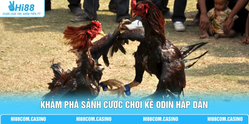 Khám phá sảnh cược chọi kê ODIN hấp dẫn