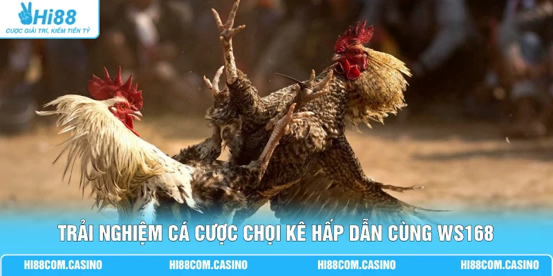 Trải nghiệm cá cược chọi kê hấp dẫn cùng WS168